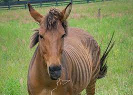 A quarrel between a camel and a donkey. Zonkeys Ligers The Sad Truth About Animal Hybrids