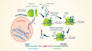 essential amino acids chart abbreviations and structure