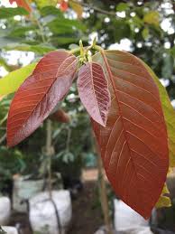 Image result for Bridelia micrantha