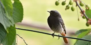 Rotschwanzchen Der Beliebte Hausrotschwanz Rotschwanzchen Vogel Im Garten
