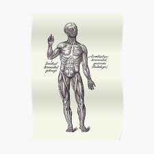 The anterior (flexor) compartment contains the biceps brachii, coracobrachialis and brachialis muscles. Arm Anatomy Posters Redbubble