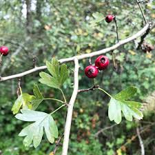 Image result for Hawthorn