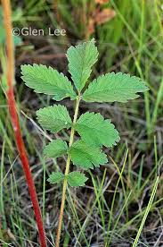 Image result for Drypetes arguta