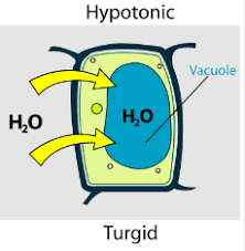 It is generally stated that fully turgid cells have a turgor pressure value which is equal to that of the cell and that flaccid. Osmosis Yr 9