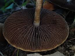 Image result for Macrotyloma stenophyllum