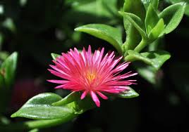 Image result for Aizoaceae