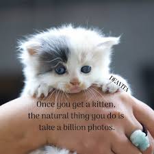 Kittens always have all the fun, have the best of friends, and get to play all the time. Funny Kittens And Cats Quotes With Adorable Photos