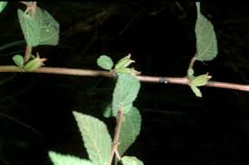 Image result for Corchorus aestuans