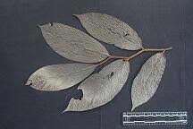 Image result for Cordia sp.A.