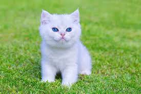 A great name for black and white sweet cat. White Cat Names 75 Awesome Names For Your White Cat
