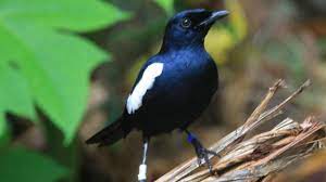 Entah apa yang merasukimu.burung decu wulung gacor (kacer mini ) ini ngamuk kesetanan mp3 duration 2:13 size 5.07 mb / sobo kalen 18. Burung Decu Wulung Perbedaan Decu Lokal Dan Decu Krikil Rumahunggas Download Mp3 Burung Decu Wulung Gratis Ada 20 Daftar Lagu Burung Decu Wulung Yang Bisa Anda Download Milan Saffold