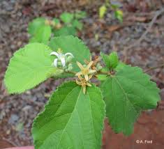 Image result for Grewia herbacea