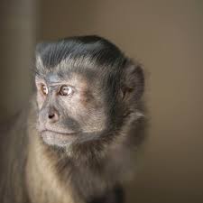 Capuchin monkey pet are very playful with kids and other pets at home, they are potty trained, loves to play with kids and other pets at home. Keeping And Caring For Pet Capuchin Monkeys