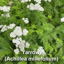 Image result for Stolzia repens