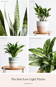 Low Light Plants Low Light Plants Plants Bedroom Plants