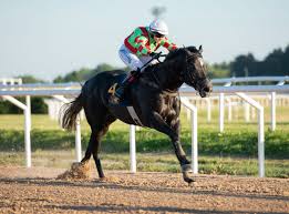 Fyrling på Bro Park från samma stall