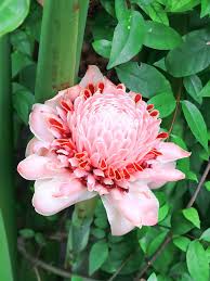 Image result for Etlingera