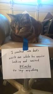 Funny Animal Memes Of The Day 25 Pics Cat Memes Funny Animal Memes Funny Animals