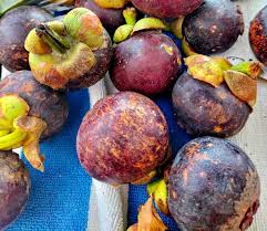 Image result for Garcinia acutifolia