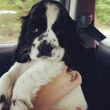These cute and very friendly cocker spaniel puppies are family raised with lots of tlc and are very well socialized with children. Black And White Cocker Spaniel Black Cocker Spaniel White Cocker Spaniel Cocker Spaniel