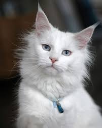 Gorgeous Long Haired White Kitty Maine Cooney Cats Cat With Blue Eyes White Cat Breeds