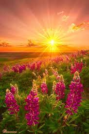 If you see some free hd gif wallpapers you'd like to use, just click on the image to download to your desktop or mobile devices. Beauty Is Worth A Gif Good Morning Best Nature Images Beautiful Nature Beautiful Places Nature