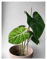 Philodendron Gloriosum Philodendron Plants Plant Leaves