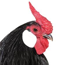 At that time the numerous sub peaks and knobbles on the peak resembled the comb of. Chicken Combs Their Styles Textures Purposes Hobby Farms