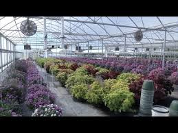 We off flower delivery for these zip codes and towns; Wholesale Flowers Nashville Tn Open To Public 08 2021