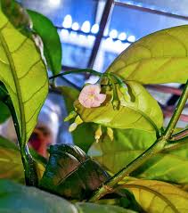 Image result for Tabernanthe elliptica