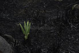 Image result for Hypoxis rigidula