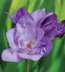 Image result for Freesia grandiflora