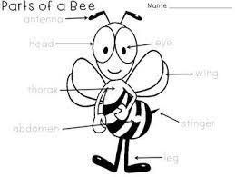 However, this would be much more simple if you were aware of what the names of the specific parts of a bee were. Pin On My Classroom