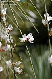 Image result for Retama monosperma