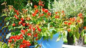 Cette plante grimpante aux impressionnantes grappes de fleurs violettes, fuchsia, roses, blanches ou orange est. Journal L Union