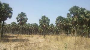 Image result for Borassus aethiopum