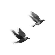 Birds Of A Feather Assassin S Odyssey Lottadesigns Oldworld Flying Birds Png Liked On Polyvore Featuring Birds Animals Filler Backgrounds Effects Detail Saying Q With Images Birds Flying Birds Animals