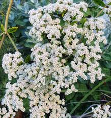 Image result for Eriosema angolense