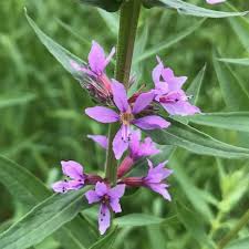 Image result for Lythraceae