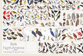 Birds Of North America Poster Every Bird Species In North America In A Single Poster Bird Species Native North America Birds Of America