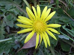 Image result for Arctotheca