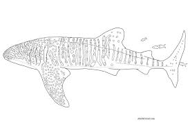 Coloring pages are fun for children of all ages and are a great educational tool that helps children develop fine motor skills, creativity and color recognition! Whale Shark Coloring Page Via Free Coloring Pages Ift Tt 1 Flickr