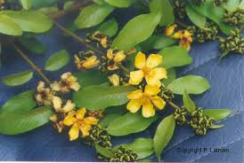 Image result for Aneulophus congoensis