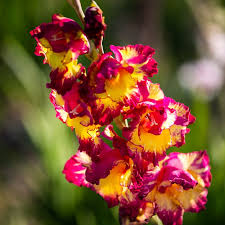 Image result for Gladiolus velutinus