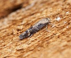 Image result for Mompha miscella