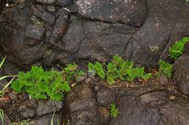Image result for Selaginella imbricata