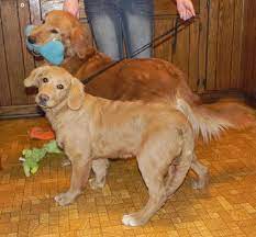 Champion sired mini and standard teddybear goldendoodle puppies and international champion european english cream golden retriever puppies near springfield, missouri. Comfort Retriever Vs Golden Retriever Golden Retriever Miniature Golden Retriever Comfort Retriever