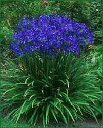 25 Agapanthus Blue Lily Of The Nile Flower Seeds Perennial Plants Flower Garden Trees To Plant