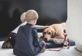 Rasy psów dla chorego dziecka. 4 rasy psów-terapeutów