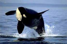 Orka (Orcinus orca) - www.drapiezniki.pl